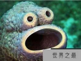 无奇不有的海洋生物