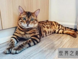 十种世界上最大的猫排行榜，温柔的巨人排第二