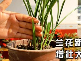 兰花怎么喂水好养(怎样给兰花浇水最好)