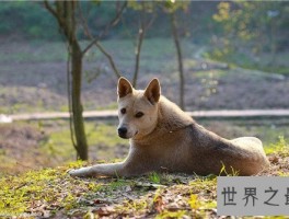 土狗是中华田园犬吗 土狗的历史由来是怎样