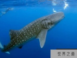 世界上最大的鱼 鲸鲨最长可达20米(吃浮游生物)