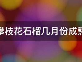 攀枝花石榴几月份成熟 