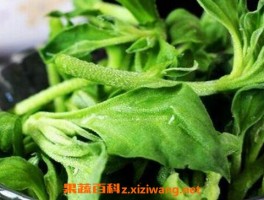 冰草怎么种植 冰草的种植方法教程_蔬菜知识_做法,功效与作用,营养价值