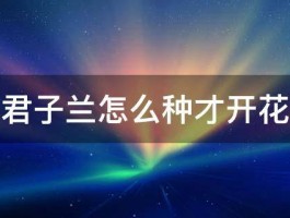 君子兰怎么种才开花 