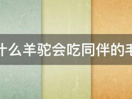 为什么羊驼会吃同伴的毛呢 