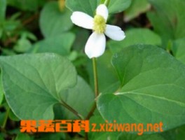 可以治癌症的野菜有哪些_蔬菜知识_做法,功效与作用,营养价值