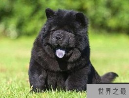 世界上最贵的狗排名 罗秦犬（售价8500美元）排第一