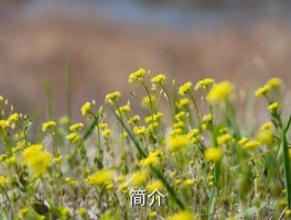 硅酸板与石膏板做天花哪个好,选择天花材料：硅酸板和石膏板，哪个更合适？ 