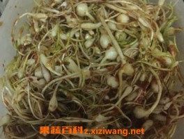 正宗的小根蒜腌制步骤教程_大蒜_做法,功效与作用,营养价值