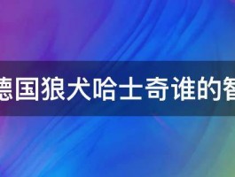 金毛德国狼犬哈士奇谁的智商高 