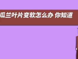 蟹瓜兰叶片变软怎么办 你知道吗