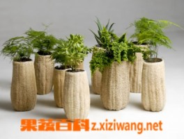 丝瓜瓤的功效与作用_丝瓜_做法,功效与作用,营养价值