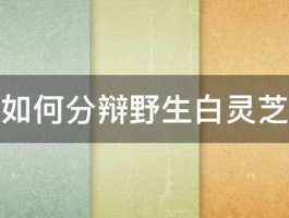 如何分辩野生白灵芝 