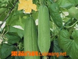 丝瓜烂花怎么办？_丝瓜_做法,功效与作用,营养价值