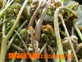 野菜中的蕨菜有营养吗_蔬菜知识_做法,功效与作用,营养价值