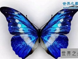 世界上最美丽的蝴蝶，光明女神蝶(高贵的极品蝶种)