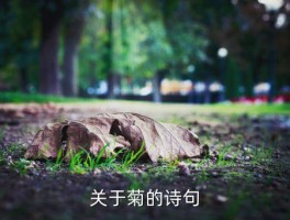 关于菊的诗句，关于菊的诗句 