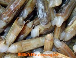 蛏子怎么洗又快又净 蛏子清洗教程_海鲜食材_做法,功效与作用,营养价值